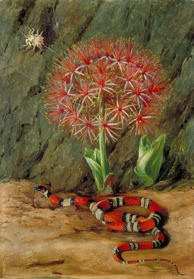 Flor Imperiale,Coral Snake, and Spider, Brazil, by Marianne North (1873), Courtesy of Wikipaintings