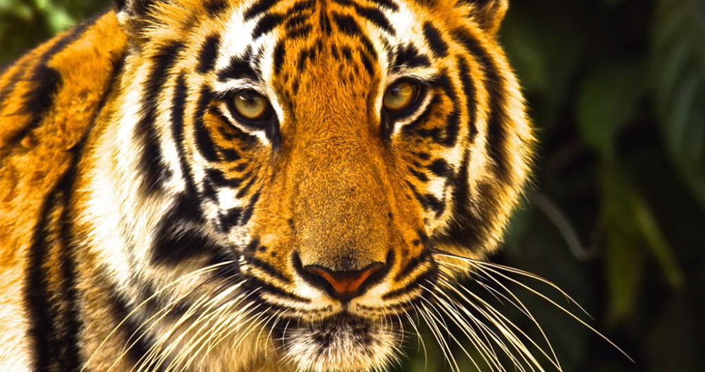 Tiger Tiger. Photo courtesy of White Mountain Films.