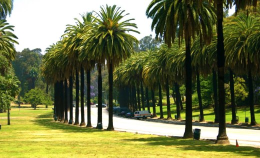 Avenue of the Palms,Elysian Park