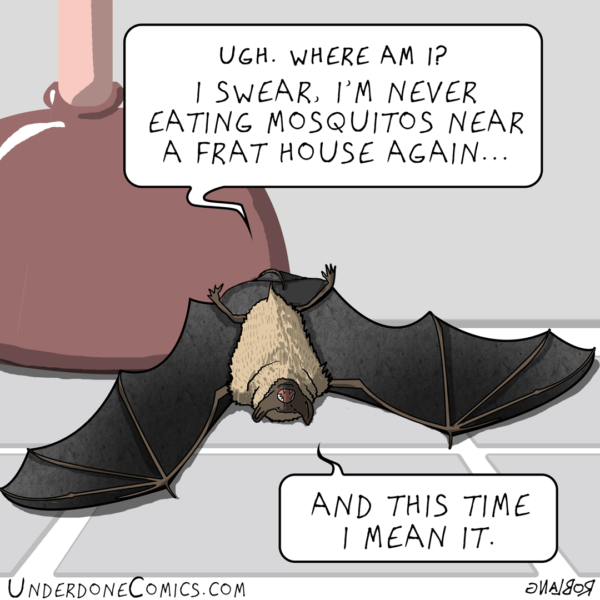 Did you know that one Little Brown Bat (Myotis lucifugus) can eat up to 1000 mosquitos in an hour? With a life span of 40 years, they're one of the longest-lived small mammals. Well this guy might not live that long if he keeps binging on those drunken skeeters!