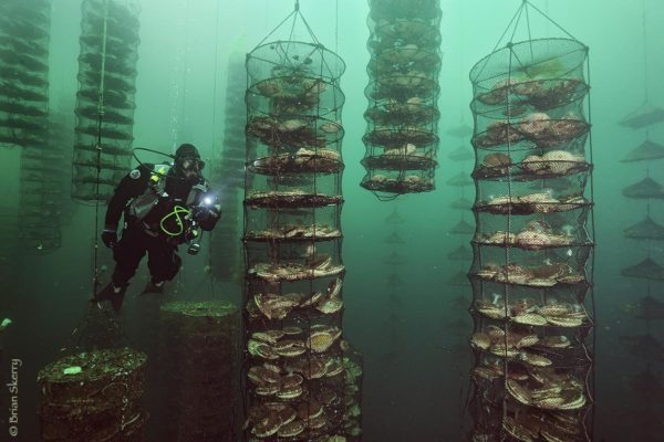 A diver inspects scallops being raised at an aquaculture company off Vancouver Island, Canada. This company, called SEAfarm uses a method called Integrated Multi-Trophic Aquaculture in which several different species are raised, each one used with the others to keep the ecosystem clean and healthy. © Brian Skerry