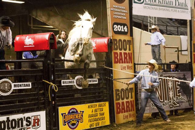 Born free with hell to pay. Nile Rodeo, Montana, 2014