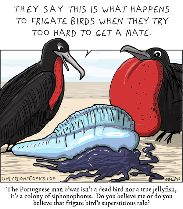 Underdone Comics: Man o'war and Frigate Bird