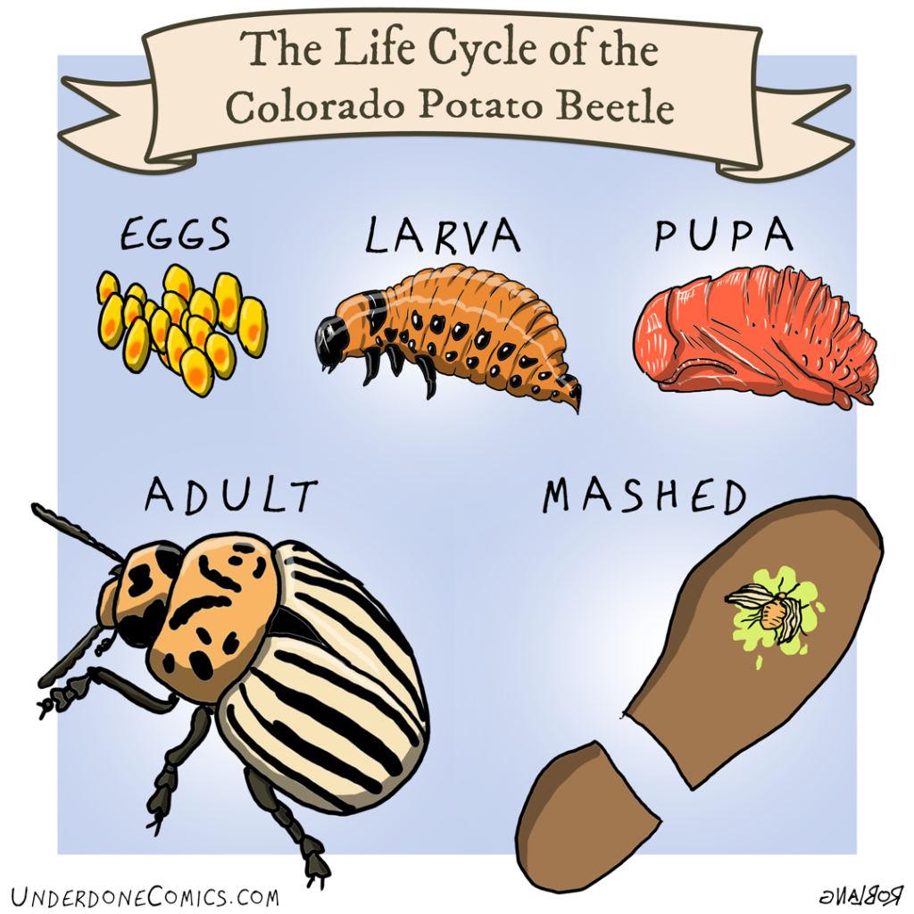 UNDERDONE the lifecycle of the potato beetle