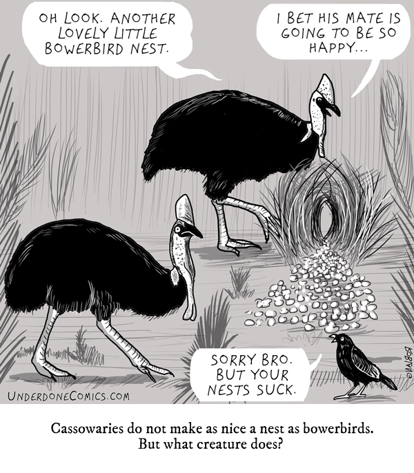 UNDERDONE-sherpa-bower-and-cassowaries