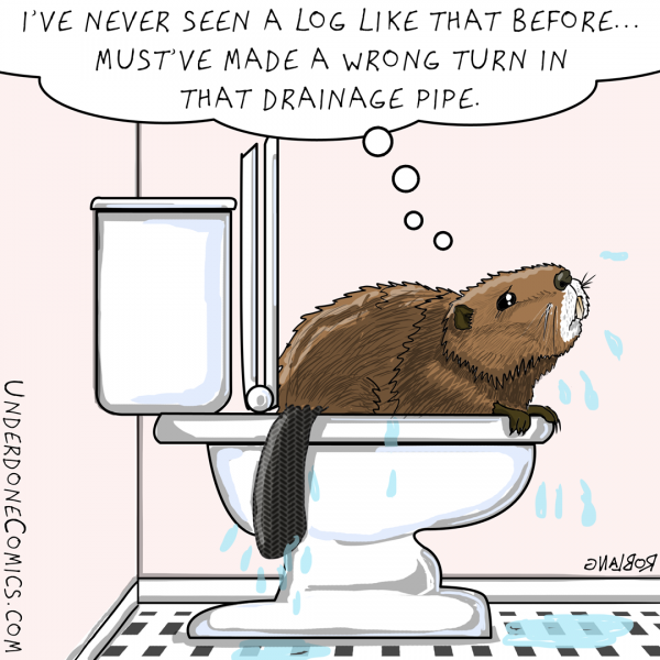 UNDERDONE beaver toilet