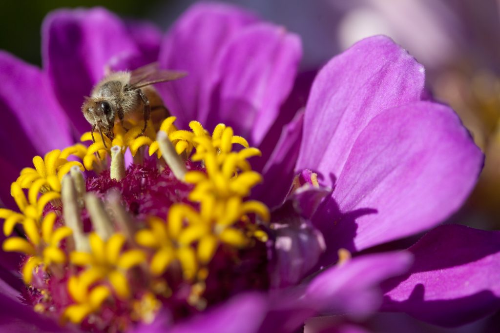 Honey bee worker nectaring on Zinnia.