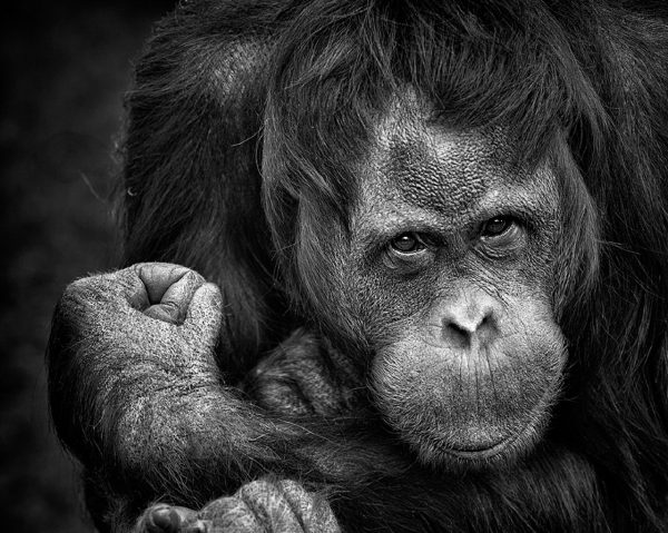 chimpanzee-1780951_1280